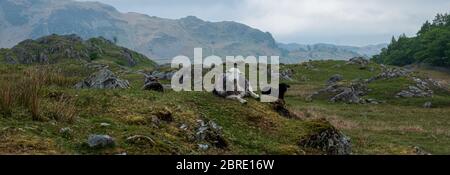 Herdwick Schafe in Tilberthwaite Stockfoto