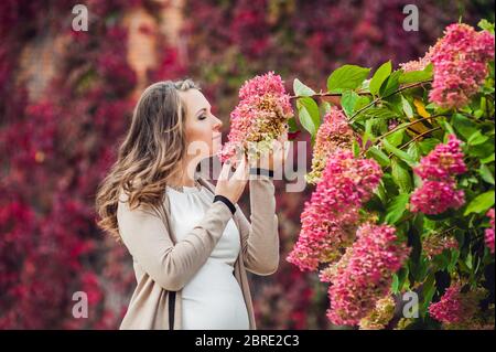 Eine schwangere junge Frau, die an der roten Herbsthecke steht und eine Blumenhortensie riecht. Schwangere Frau, die sich im Park entspannt. Stockfoto