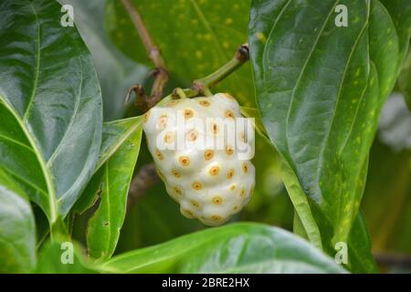 Noni Frucht auf Baum. Pflanzen von Grenada - Morinda citrifolia Stockfoto