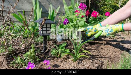 Solar betriebene Gartenlampe in der Landschaftsgestaltung. Frühlingstransplantation von Blumensämlingen von rosa kaskadierenden Petunien in den Boden. Hände eines Gärtners Plan Stockfoto