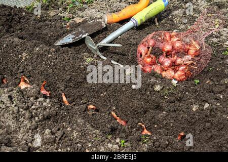 Kleine Zwiebeln im Gitter sind bereit, in den Boden auf dem Bett gepflanzt werden. Pflanzen von Gemüsepflanzen im Frühjahr im Stadtgarten. Stockfoto