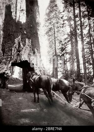 Amerika, Kalifornien, ein riesiger Sequoia in Tuolumne Grove im Yosemite Nationalpark. Pferde und Kutsche am 'Dead Tree Tunnel' im riesigen Redwood Baum. Ca. 1900 Stockfoto