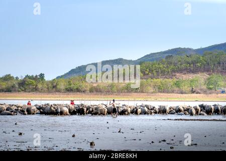 Phan Thiet, Binh Thuan Provinz, Vietnam - 16. Mai 2020: Vietnam ländliche traditionelle Szene, Bauern Schäferhündinnen reiten Büffel, hüten Büffel Stockfoto