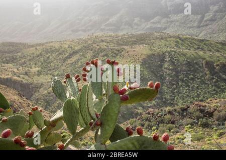 Schildlaus Nopal Kaktus Pflanze mit roten Blüten Stockfoto