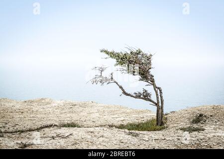 Einleiner Wacholder an hoher Küste mit Blick auf das Schwarze Meer, Krim, Russland. Nadelbaum am Abgrund auf dem natürlichen Hintergrund. Minimalistisch Stockfoto