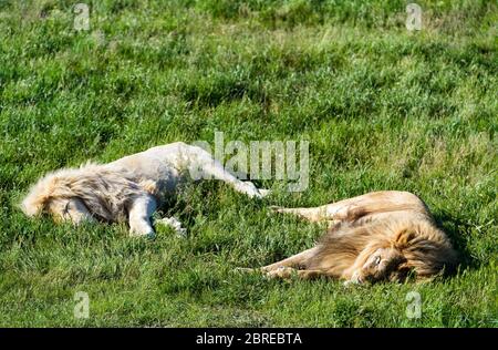 Zwei Löwen, gewöhnlich und weiß, liegen auf dem Gras im Safaripark Stockfoto