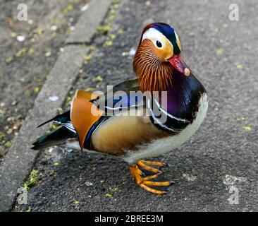 Mandarin-Ente (Aix galericulata) im Kelsey Park, Beckenham, Großraum London Stockfoto