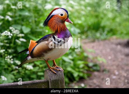 Mandarin-Ente (Aix galericulata) im Kelsey Park, Beckenham, Großraum London Stockfoto