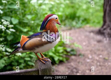 Mandarin-Ente (Aix galericulata) im Kelsey Park, Beckenham, Großraum London Stockfoto