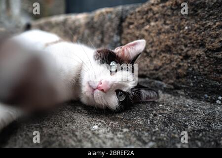 Europa, Portugal, Porto. Katze auf dem Bürgersteig im alten Hafen liegend. Stockfoto