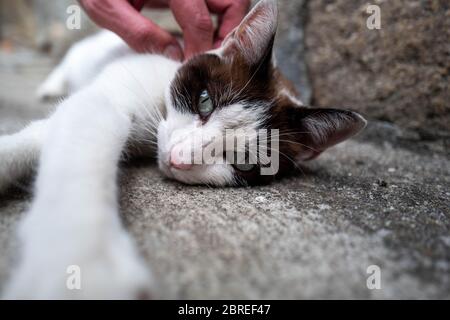 Europa, Portugal, Porto. Katze auf dem Bürgersteig im alten Hafen liegend. Stockfoto