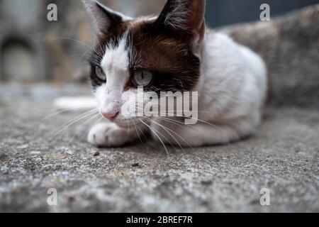 Europa, Portugal, Porto. Katze auf dem Bürgersteig im alten Hafen liegend. Stockfoto