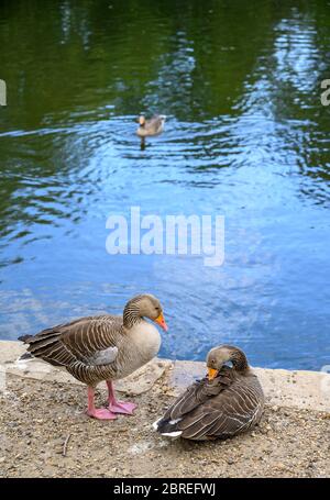 Graugänse (Anser anser) auf einem See im Kelsey Park, Beckenham, Greater London. Zwei Gänse am Ufer und einer schwimmend. Stockfoto