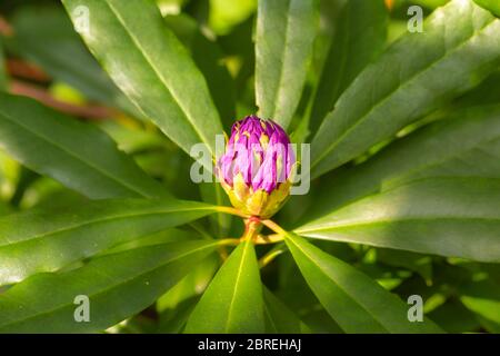 Nahaufnahme der geschlossenen Rhododendron-Blume, umgeben von langen Blättern Stockfoto