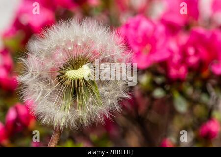 Nahaufnahme Foto des kompletten Löwenzahn-Samenkopfes auf rosa Hintergrund. Stockfoto