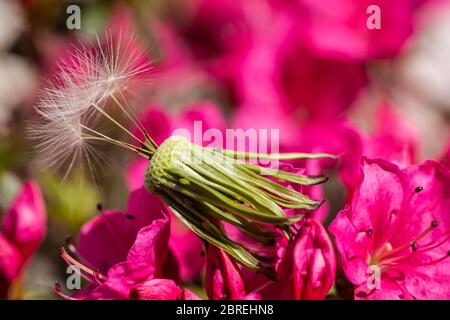 Nahaufnahme Foto von Löwenzahn-Samenkopf mit nur einer Handvoll Samen auf rosa Hintergrund. Stockfoto