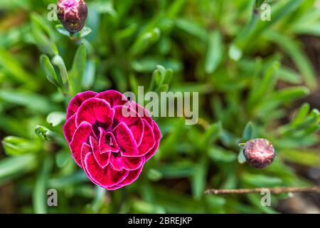 Einzelne Burgunder Dianthus Blume isoliert auf grünem Hintergrund. Stockfoto