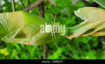 Insekten im Vorstadtbereich. Spinnen, Marienkäfer. Makroaufnahme auf grünen Blättern. Natur, Frühling. Stockfoto