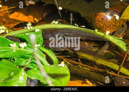 Kaulquappe auf Spinatblättern im Wildtierteich grasen. Stockfoto