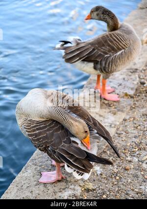 Zwei Graugänse (Anser anser), die am See im Kelsey Park, Beckenham, Kent, Großbritannien, vorfinden. Stockfoto