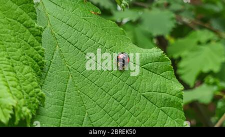 Insekten im Vorstadtbereich. Spinnen, Marienkäfer. Makroaufnahme auf grünen Blättern. Natur, Frühling. Stockfoto