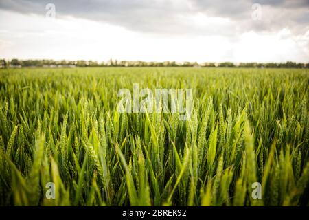 Grüne Gras Ähren von Weizen wiegen im Wind weht gegen den bewölkten Himmel. Ernte von grünem Weizen, schwankenden Stacheln. Junger Weizen. Stockfoto