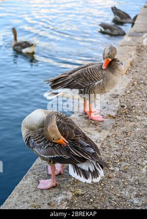 Zwei Graugänse (Anser anser), die am See im Kelsey Park, Beckenham, Kent, Großbritannien, vorfinden. Stockfoto