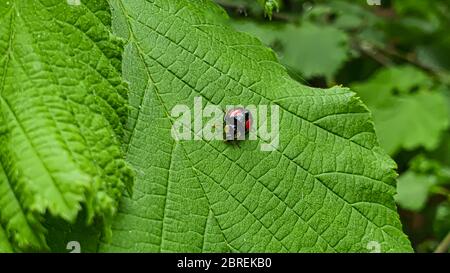 Insekten im Vorstadtbereich. Spinnen, Marienkäfer. Makroaufnahme auf grünen Blättern. Natur, Frühling. Stockfoto