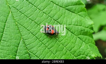 Insekten im Vorstadtbereich. Spinnen, Marienkäfer. Makroaufnahme auf grünen Blättern. Natur, Frühling. Stockfoto