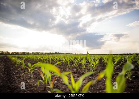 Junge Sprossen Linien Mais auf Feld mit blauem Himmel Stockfoto