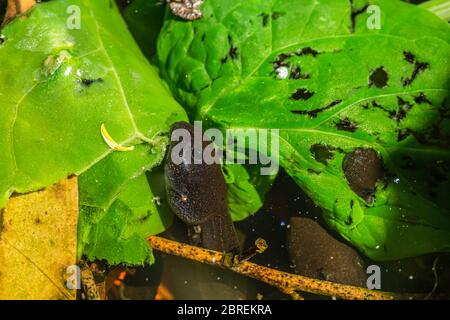 Kaulquappe auf Spinatblättern im Wildtierteich grasen. Stockfoto
