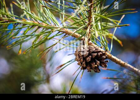 Kegel wächst auf Zweig der Lärche Nadelbaum Stockfoto