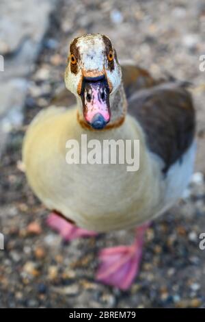 Ägyptische Gans (Alopochen aegyptiaca) im Kelsey Park, Beckenham, London. Die ägyptische Gans schaut mit Fokus auf Kopf und flachen DOF nach oben. Stockfoto