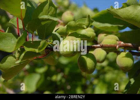 Aprikosen reifen an Ast gegen blauen Himmel Stockfoto