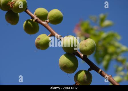 Aprikosen reifen an Ast gegen blauen Himmel Stockfoto