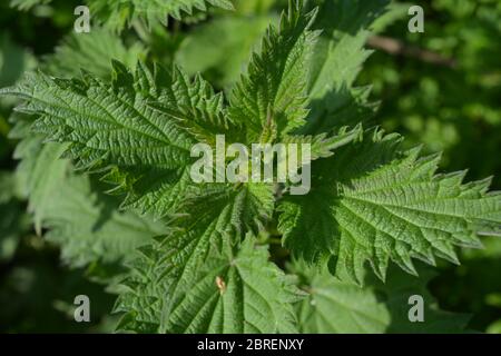 Leuchtend grüne Blätter der Brennnessel, auch bekannt als Urtica dioica Stockfoto