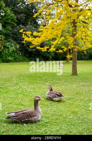 Graugänse auf dem Rasen im Kelsey Park, Beckenham, Kent, Großbritannien Stockfoto