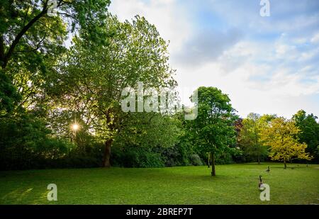 Gänse in Kelsey Park, Beckenham, London. Gänse mit Bäumen im Park bei Sonnenuntergang. Kanadagans (Branta canadensis), Greylag-Gans (Anser anser) Stockfoto