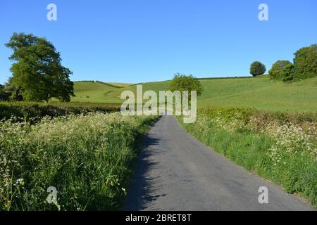 Typische schmale Landstraße mit KuhPetersilie, die im Frühsommer am Straßenrand zwischen Poyntington und Oborne in Dorset, England blüht. Stockfoto