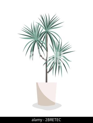 Dracaena Vektor flache Abbildung. Heimpflanze im Topf isoliert auf weiß. Innenraumgestaltung. Stock Vektor