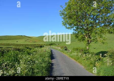 Typische schmale Landstraße mit KuhPetersilie, die im Frühsommer am Straßenrand zwischen Poyntington und Oborne in Dorset, England blüht. Stockfoto