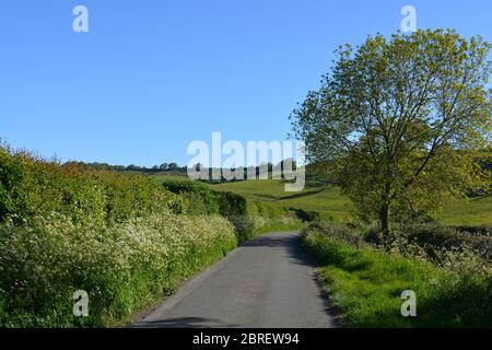 Typische schmale Landstraße mit KuhPetersilie, die im Frühsommer am Straßenrand zwischen Poyntington und Oborne in Dorset, England blüht. Stockfoto