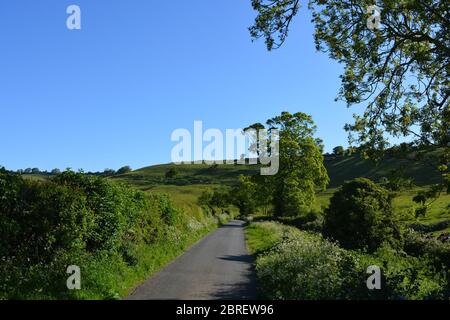 Typische schmale Landstraße mit KuhPetersilie, die im Frühsommer am Straßenrand zwischen Poyntington und Oborne in Dorset, England blüht. Stockfoto