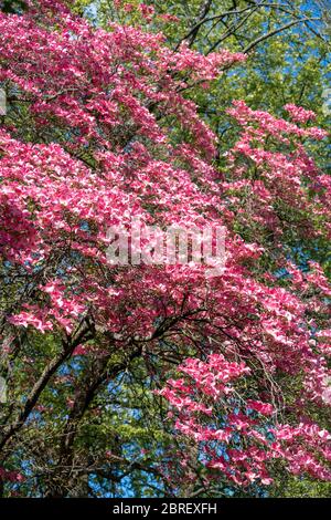 Schöne rosa Blüten auf einem blühenden Cornus florida rubra (american dogwood) in hellen Frühlingssonne Stockfoto