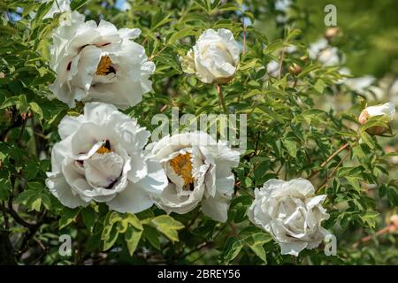 Die Blüten eines weißen Felsen Pfingstrose (Paeonia rockii) in voller Blüte im hellen Frühlingssonne Stockfoto