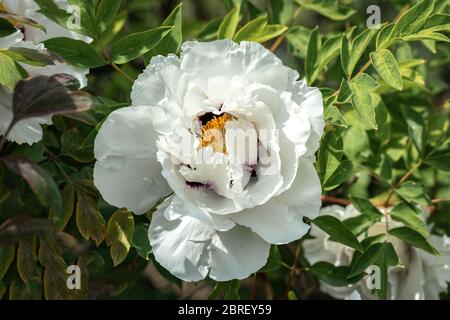 Nahaufnahme einer Blume eines weißen Rocks Pfingstrose (Paeonia rockii) in voller Blüte in hellen Frühlingssonne Stockfoto