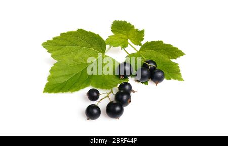 Schwarze Johannisbeere und Blätter isoliert. Flach liegend, Draufsicht Stockfoto