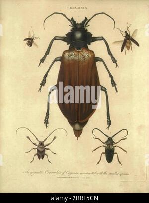 Cerambix [hier als Cerambix] ist eine Käfer-Gattung in der Familie Cerambycidae (Langhornkäfer). Sie sind allgemein als steinbock Käfer bekannt. Handkolorierter Kupferstich aus der Encyclopedia Londinensis oder, Universales Wörterbuch der Künste, Wissenschaften und Literatur; Band IV; herausgegeben von Wilkes, John. Veröffentlicht in London im Jahr 1810 Stockfoto