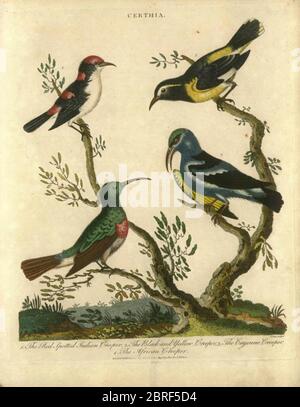 4 typische Baumläufer Certhia (oder Kriechvögel) Vögel. Handkolorierter Kupferstich aus der Encyclopedia Londinensis oder, Universales Wörterbuch der Künste, Wissenschaften und Literatur; Band IV; herausgegeben von Wilkes, John. Veröffentlicht in London im Jahr 1810 Stockfoto