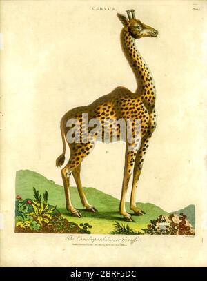 19. Jahrhundert eines Cervus camelopardalis [hier als Cameleopardalus] oder Giraffe handkolorierte Kupferstich aus der Encyclopedia Londinensis oder, Universal Wörterbuch der Künste, Wissenschaften und Literatur; Band IV; herausgegeben von Wilkes, John. Veröffentlicht in London im Jahr 1810 Stockfoto